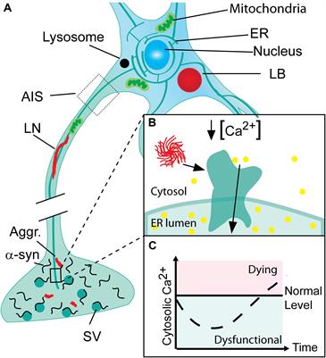 Reduced Cytosolic Calcium as an Early Decisive Cellular State in Parkinson’s Disease and Synucleinopathies